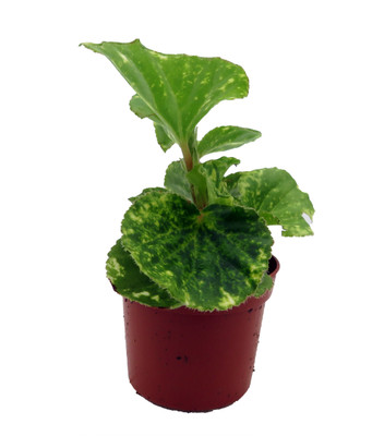 Charm Begonia Plant -2.5" Pot- Terrarium/Fairy Garden/HousePlant