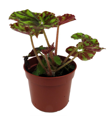 Neon Splash Begonia Plant - 2.5" Pot