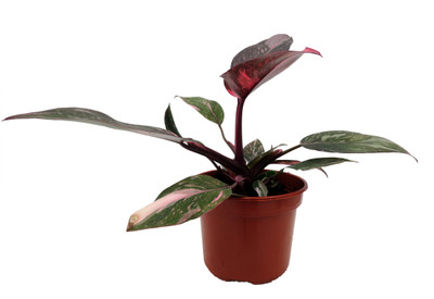 Rare Pink Marble Philodendron - 4" Pot