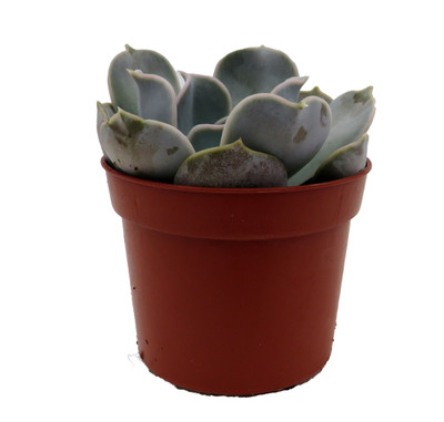 Lilacina Desert Rose Succulent - Echeveria- 2.5" Pot
