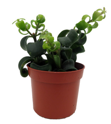 Twister Lipstick Plant - Aeschynanthus - 2.5" Pot