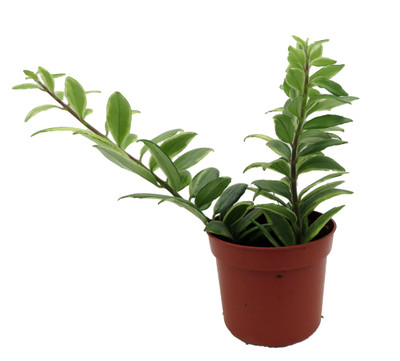 Bolero Bicolor Lipstick Plant -2.5" Pot- Aeschynanthus