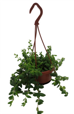 Lipstick Plant - 4" Mini Hanging Basket - Aeschynanthus lobbianus gracilis