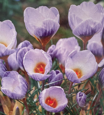 Blue Marlin Specie Snow Crocus - 5/+ cm Bulbs -20 Bulbs
