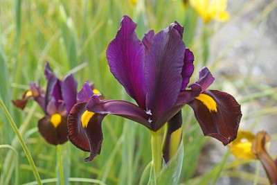 Red Ember Dutch Iris - Multiply Rapidly - 8/+ cm Bulbs - 10 Bulbs