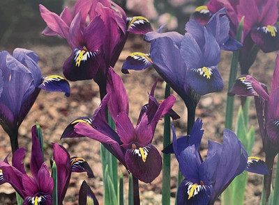 Fraternal Twins Mix Dutch Iris - 7/+ cm Bulbs - 20 Bulbs