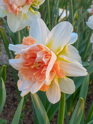 My Story Double Daffodil - Rosy Pink - 14/16 cm Bulbs - 5 Bulbs