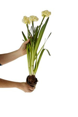 Erlicheer Paperwhite Narcissus -  5 Bulbs - 15/17 cm Bulbs Very Fragrant!