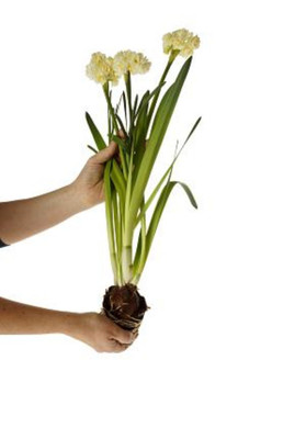 Erlicheer Paperwhite Narcissus -  5 Bulbs - 15/17 cm Bulbs Very Fragrant!