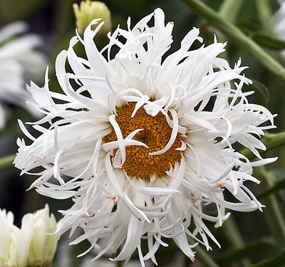 Crazy Daisy Perennial - Quart Pot - Leucanthemum