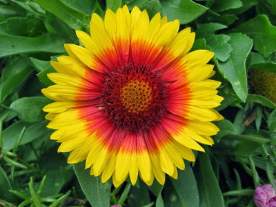 Mesa™ Bright Bicolor Blanket Flower - Gaillardia - Quart Pot - Live Plant