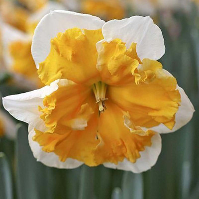 Love Call Butterfly Daffodil - 14/16 cm Bulbs - 5 Bulbs