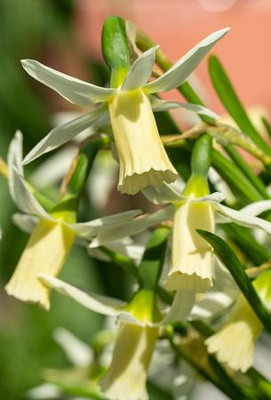 Snipe Daffodil/Narcissus - 12/14 cm Bulbs - 8 Bulbs