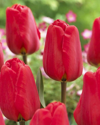 Apeldoorn Darwin Tulip - 12/+ cm -  5 Bulbs - Bold Red Blooms