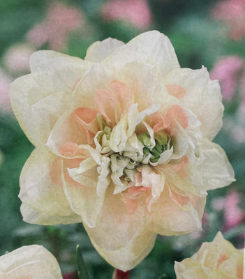 Pom Pom Rose Double Daffodil - 14/16 cm Bulbs - 5 Bulbs