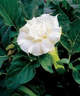 Double White Angels Trumpet 10 Seeds-Datura