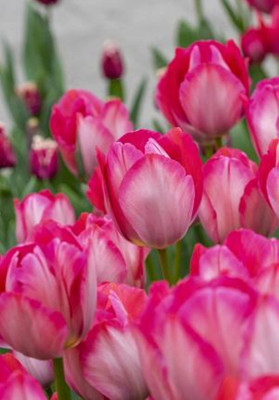 Pink Sound Darwin Tulip - 12/+cm Bulbs - 5 Bulbs