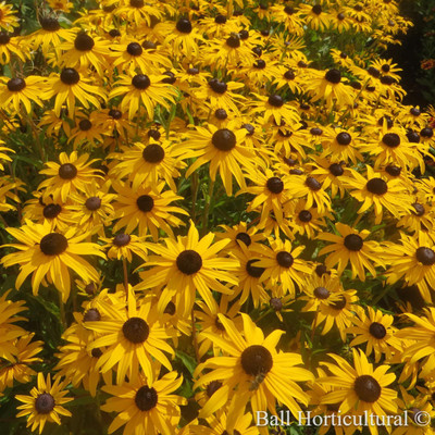 Goldblitz Black-Eyed Susan - Rudbeckia - Live Plant - Gallon Pot