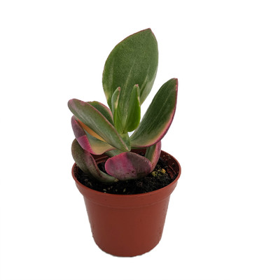 Cream & Green Jade Plant-Crassula ovata variegated - 3.25" Pot