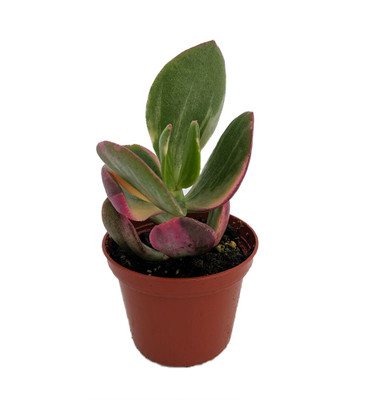 Cream & Green Jade Plant-Crassula ovata variegated - 3.25" Pot