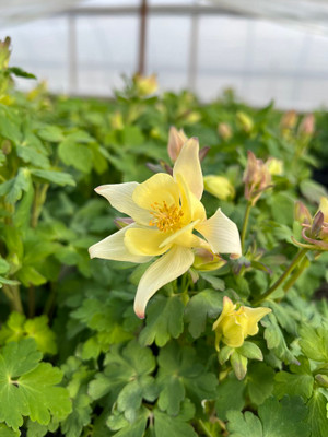 Earlybird™ Yellow Columbine - Aquilegia - Quart Pot