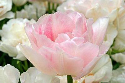 Angelique Tulip - 12/+ cm Bulbs - 5 Bulbs - Double Soft Pink