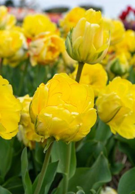 Akebono Double Late Tulip - 5 Bulbs - 12/+ cm - Fragrant