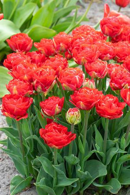 Pamplona Double Early Tulip - 11/12cm Bulbs - 5 Bulbs - Red Blooms