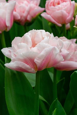 Dreamer Double Early Tulip - 11/12 cm Bulbs - 5 Bulbs