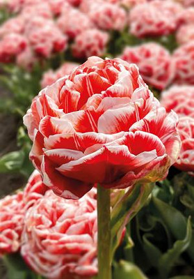 Championship Double Early Tulip - 11/12 cm Bulbs - 5 Bulbs