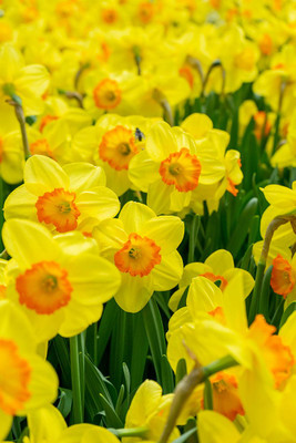 Delibes Large Cupped Daffodil - 5 Bulbs 14/16 cm - Long Flowering Period