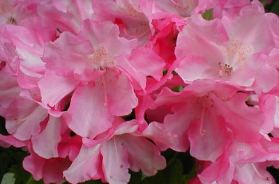 Yaku Prince Rhododendron - Very Hardy - Spectacular - 4" Pot