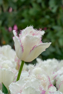 Lady Smile Fringed Tulip 5 Bulbs - White - 11/12 cm Bulbs