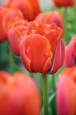 Queensday Double Late Tulip 5 Bulbs - 12/+cm Bulbs