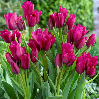 Night Club Multi Flowering Bouquet Tulips - 12/+ cm Bulbs -  5 Bulbs - Fuchsia Pink