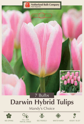 Mandy's Choice Darwin Tulip - 12/+ cm Bulbs - 7 Bulbs - Large Flowers