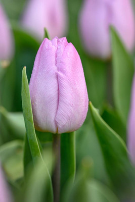 Candy Prince Single Early Tulip  - 12/+ cm Bulbs - 5 Bulbs