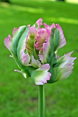 Green Wave Parrot Tulip 5 Bulbs - Exotic - Vibrant Pink - 12/+ cm Bulbs