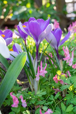 Crocus 'Whale Shark' - Two-Tone Blooms! - 7/8 cm Bulbs- 10 Bulbs