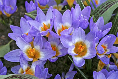 Crocus sieberi 'Tricolor' - Very Hardy! - 5/+ cm Bulbs -20 Bulbs