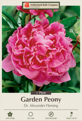 Dr. Alexander Fleming Peony - Rose Pink Fully Double Blooms -2/3 Eye Bare Root
