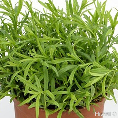Tolergon Tarragon - 4" Pot - Artemisia dr. 'Tolergon"