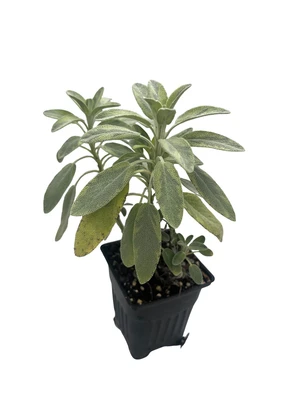Variegated Berggarten Sage - Salvia officinalis - Live Plant -3" Pot