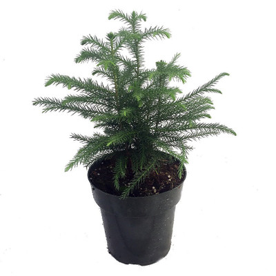 Norfolk Island Pine - The Indoor Christmas Tree - 6" Pot - Ohio Grown