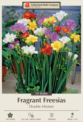 Mixed Double Freesia - Indoor/Out - Fragrant - 6/+ cm Bulbs - 20 Bulbs