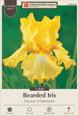 Harvest of Memories Bearded Iris - One Top Size Rhizome - Rebloomer