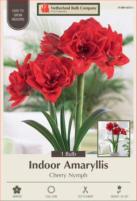 Cherry Nymph Amaryllis Bulb - Double Red - 34/+cm Bulb - One Bulb