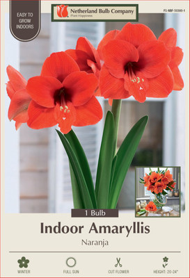 Naranja Amaryllis Bulb - Large Flowering - 34/+ cm Bulb - One Bulb