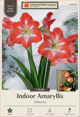 Minerva Giant Dutch Amaryllis - 34/+ cm Large Bulb - One Bulb