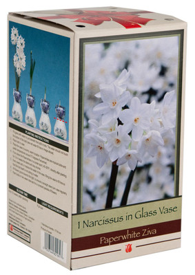 Clear Glass Vase with Paperwhite Ziva Narcissus Bulb - 17/18 cm Bulb
